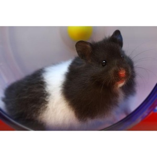 Chuột Hamster Bear màu bò sữa