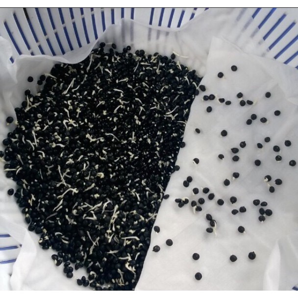 50 HẠT GIỐNG MĂNG TÂY XANH MERY WASHINGTON