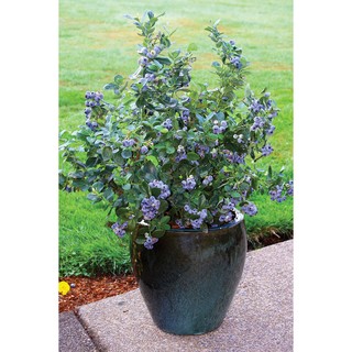 Bộ gói Hạt Giống Cây Viết Quất