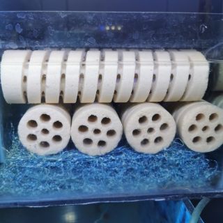 Sứ củ sen Moutain tree