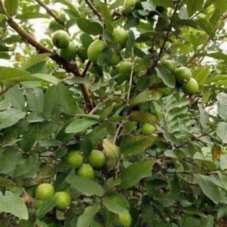 Cây giống ổi găng