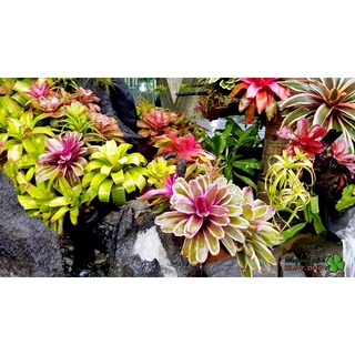 cây dứa màu Nam Mỹ