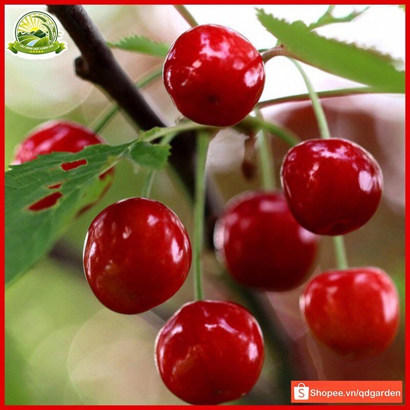 Ô MAI VIỆT QUẤT - Ô MAI CHERRY SIÊU NGON 408GR - đồ ăn vặt Trung Quốc