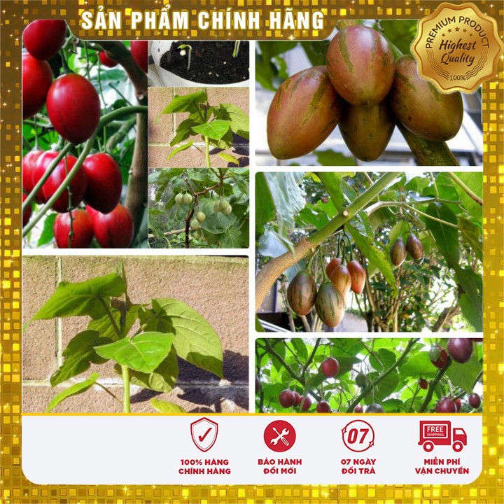 Bộ 2 gói Hạt giống Cà Chua Thân Gỗ Cà chua Tamarillo( 4-5 hạt /gói) tặng kèm 1 gói phân bón