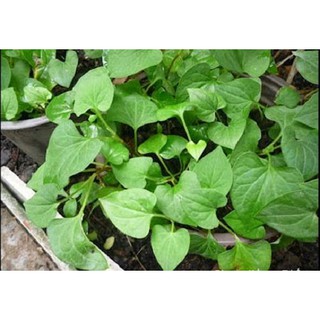 Diếp Cá (Giấp Cá) - Chậu Rau