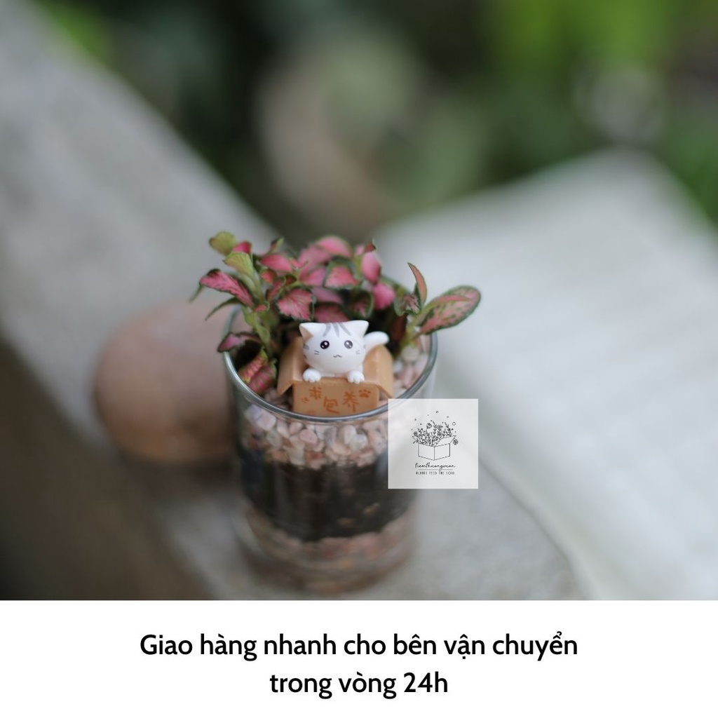 Cây cẩm nhung - Dễ dàng chăm sóc, trang trí nhà cửa - Tiệm Thường Xuân