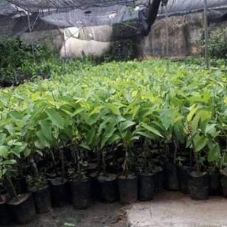 NA DỨA ĐÀI LOAN
