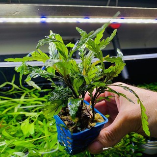 Cây Liễu Đỏ Răng Cưa ( CÂY THỦY SINH )