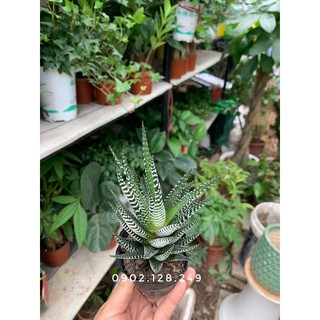 Cây xương rồng móng rồng/ cây sao biển