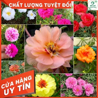 100H_HẠT GIỐNG HOA MƯỜI GIỜ MỸ (TÚI ZIP)