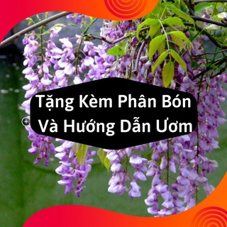 Combo 2 Gói Hạt Giống Hoa Tử Đằng