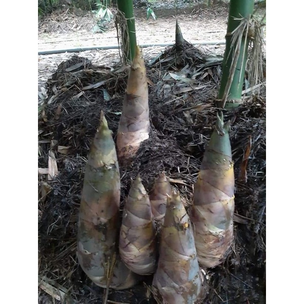 Cây giống măng tre tứ quý
