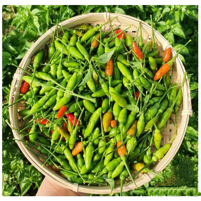 Hạt Giống Ớt Xiêm Siêu Trái, Siêu Cay gói 0,1g