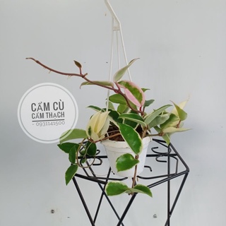 Cây lan cẩm cù cẩm thạch treo mini