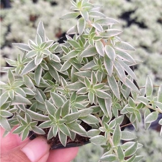 Sen Đá Sedum Cỏ Trắng