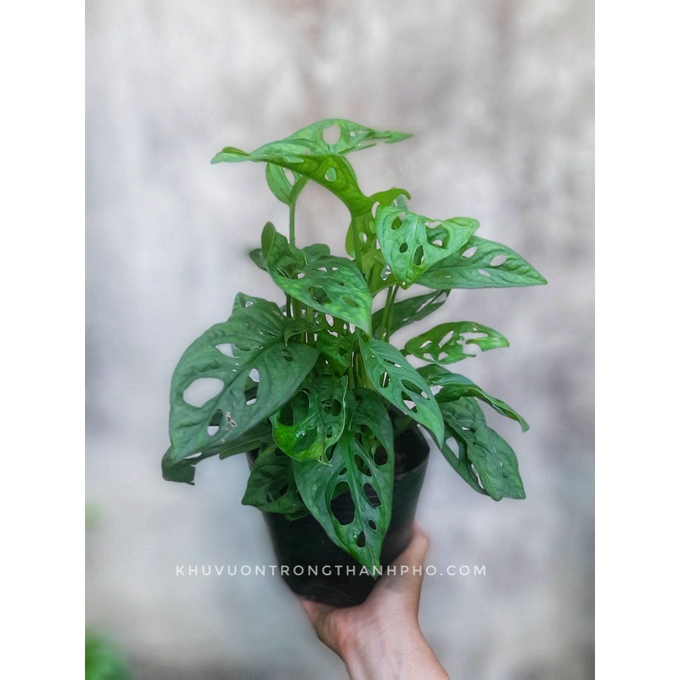 Cây trầu bà lỗ