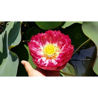 Hạt giống hoa sen bách diệp đỏ 4 hạt