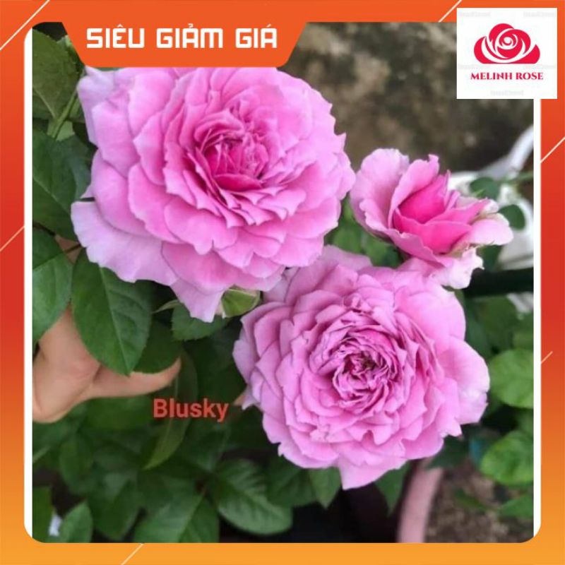 Hoa hồng ngoại Blue Sky- Sắc tím lavender lãng mạn chinh phục bao con tim yêu hồng-Vườn Hoa Melinhrose