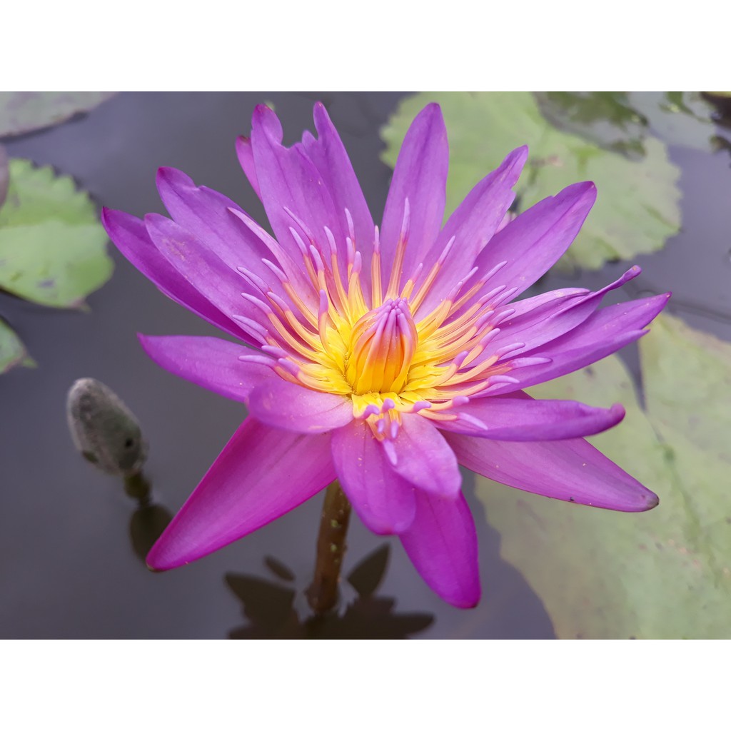 Cây hoa súng Thái Lan màu hồng đơn- hồng rằn ri Đ-07