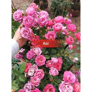 Cây giống hoa hồng