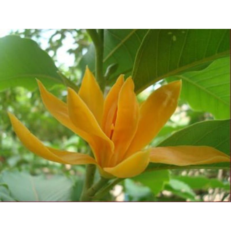 Cây hoa ngọc lan vàng cây đang nụ và hoa