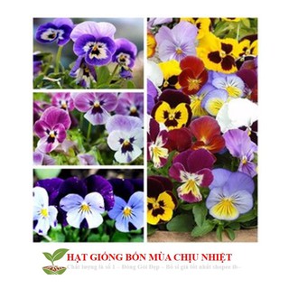 GÓI 50 Hạt Giống Hoa Pansy /Hoa Cánh Bướm Mix Nhiều Màu ĐẾN MÙA TRỒNG TẾT luckyseed hạt siêu rẻ