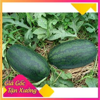 Hạt giống dưa hấu sai trái