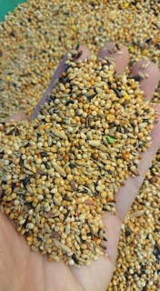 Hạt cao cấp dành cho Thạch Yến gói 1kg