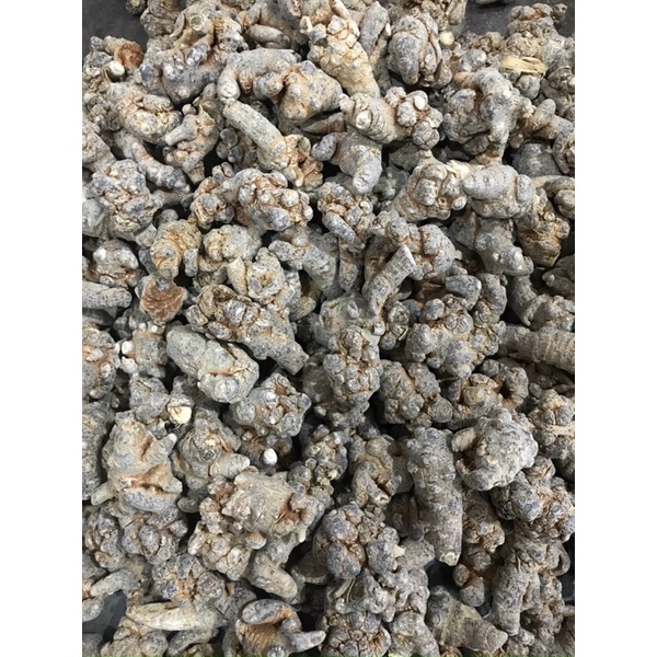 Củ Tam Thất Bắc 1Kg (52 củ/1kg)