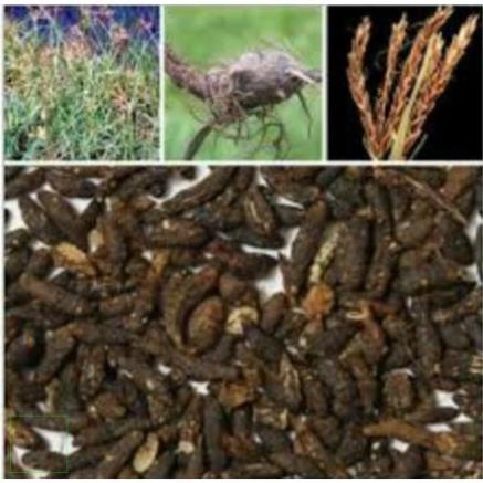 1kg Củ gấu khô hàng loại 1 thơm ngon