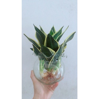 Chậu cây lưỡi hổ trồng thuỷ sinh