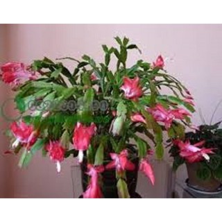 THÂN LAN CÀNG CUA (cây TIỂU QUỲNH) - Hoa đẹp, LÂU độc đáo hàng cây giống