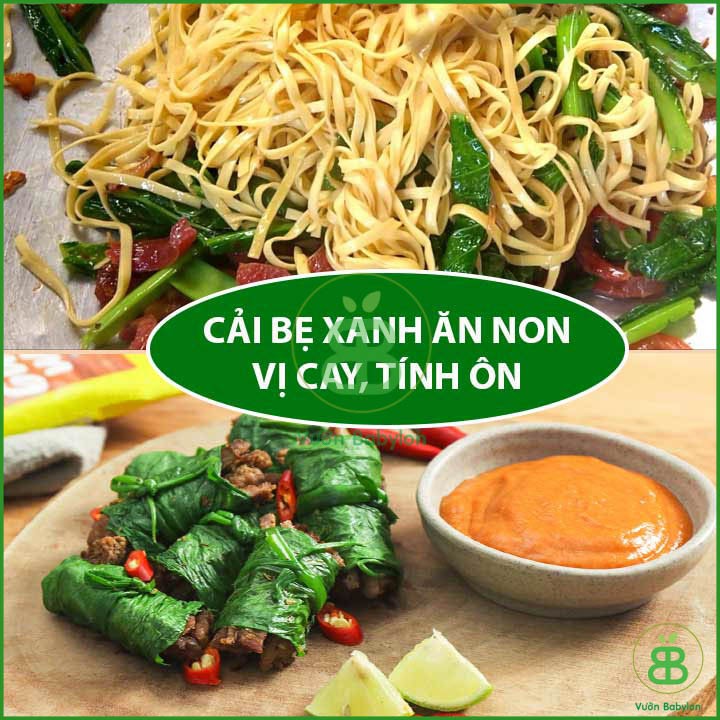 Hạt Giống Cải Bẹ Xanh Ăn Non 20gr Dễ Trồng, Nhanh Thu Hoạch