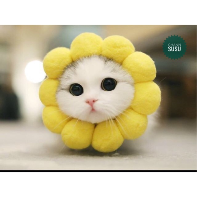 Mũ hoa hướng dương cực độc cho chó mèo thú cưng - hoa vàng đội đầu cho thú cưng