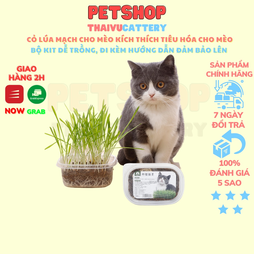 cỏ lúa mạch cho mèo kích thích tiêu hóa cho mèo