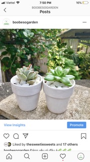 Chậu gốm Bát Tràng size 7cm