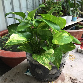 Chậu cây trầu bà xanh - Giao cây cao 20-35cm lá xanh khoẻ - Trang Flower