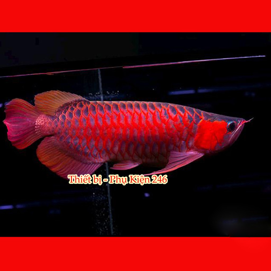 Chai số 7 : Special Arowana Internal Bacteria(Thuốc hỗ trợ phát triển lên màu sắc) thuốc chữa bệnh cho cá rồng