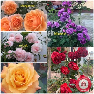 Combo 5 Cành Chiết Hồng Ngoại Cành Chiết Hoa Hồng