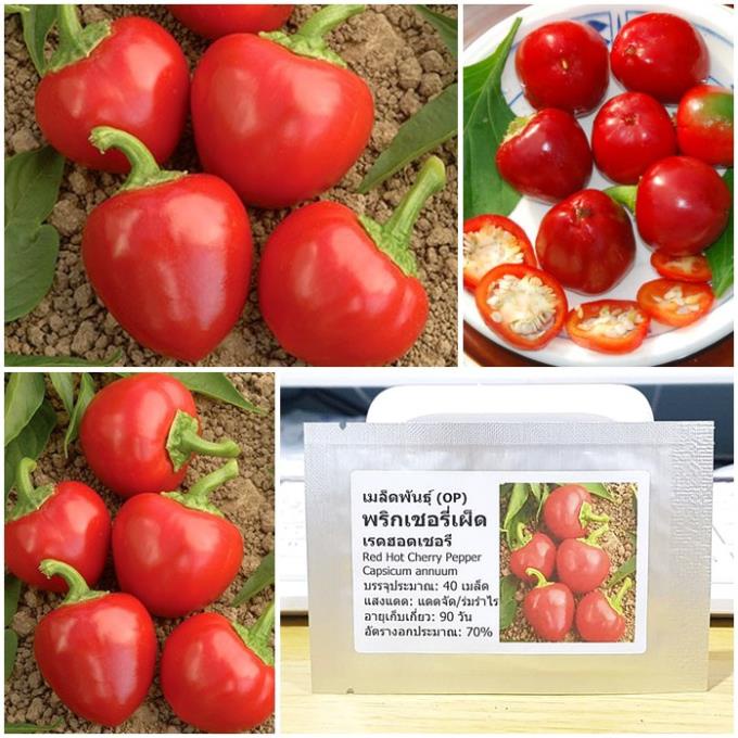 Hạt Ớt Đỏ Cherry hạt giống thái lan 10 hạt