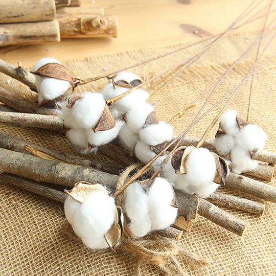 CÀNH BÔNG GÒN trang trí chụp ảnh siêu xinh/ BÔNG COTTON TRẮNG TINH decor bình lọ, hoa, trang trí hanmade