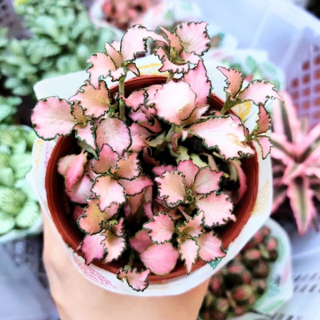 Combo 10 chậu cẩm nhung đẹp