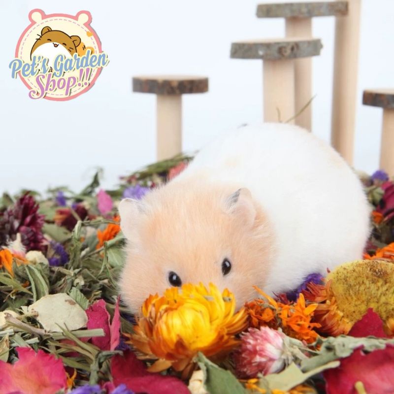 Các loại hoa & thảo mộc sấy khô - Thức ăn, lót chuồng cho hamster, pet nhỏ