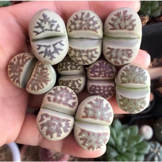 Sen Thạch Lan, Sen Mông Dòng Dorothea, lithops
