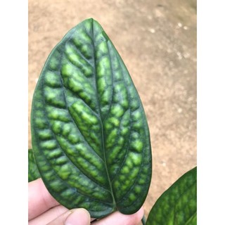 chậu trầu bà hạnh phúc Monstera Peru