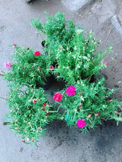 Hoa mười giờ mỹ