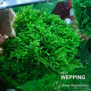 [Giá hủy diệt] Rêu Weeping | Loại Rêu Thuỷ Sinh Đẹp, Ưa chuộng nhất hiện nay