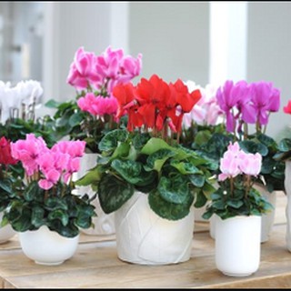 [GIÁ GỐC] Hạt Giống Hoa Anh Thảo Mix - 5 hạt