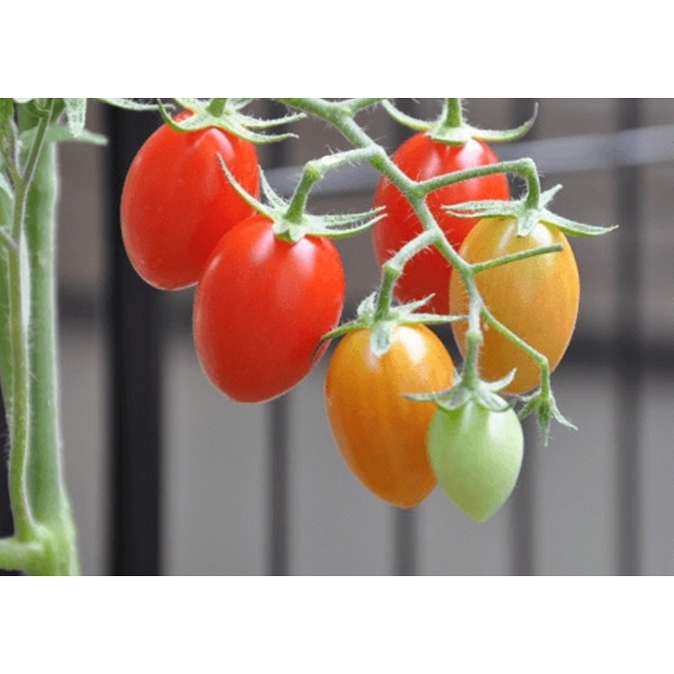 Hạt giống Cà chua bi nhót cây cao - Nảy mầm tốt - Tặng kèm 1 gói bón lá và 1 gói kích nảy mầm, có tờ hướng dẫn trồng