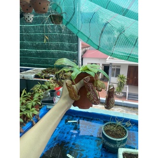 Cây nắp ấm gaya